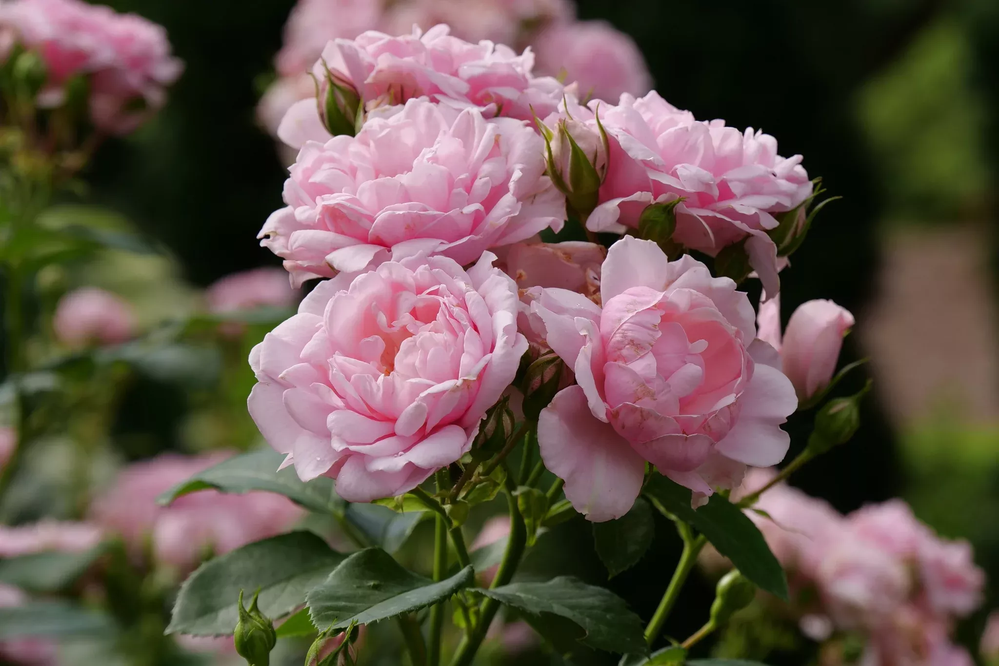 Reminiscent Pink Rose