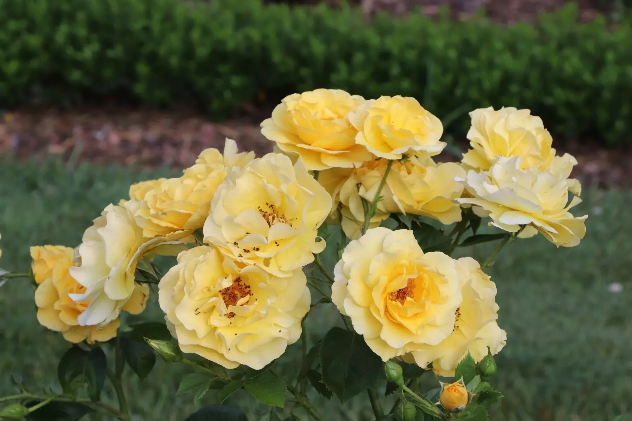 Reminiscent Yellow Rose