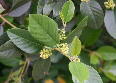Rhamnus californica (Coffeeberry)