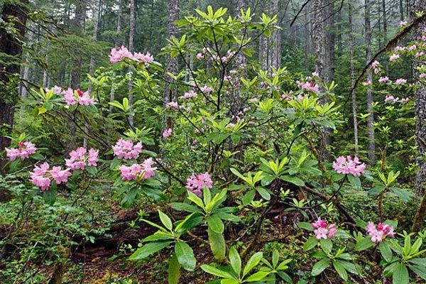 Rhododendron macrophyllum (Pacific Rhododendron)