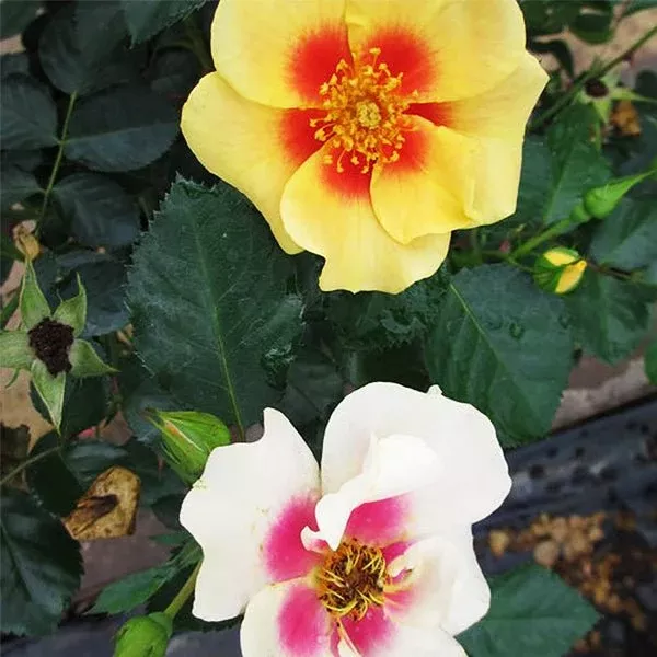 Ringo Rose