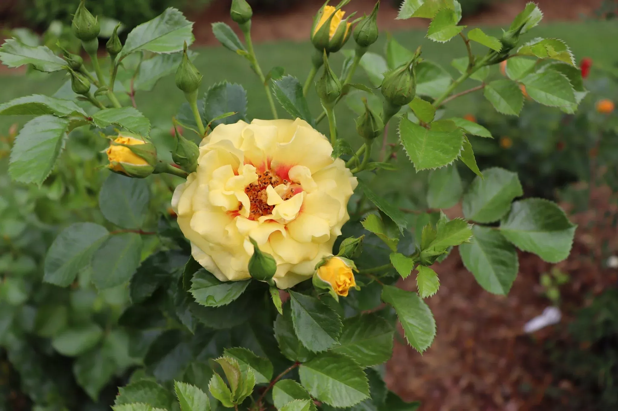 Rise Up Ringo Climbing Rose