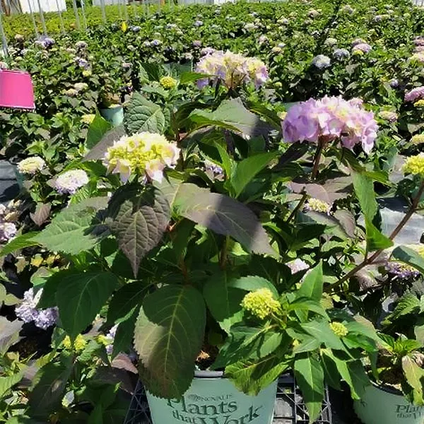 Rock - N - Roll™ Hydrangea