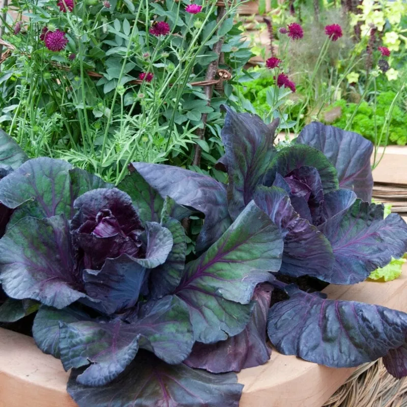 ‘Roderick F1’ Red Cabbage Plants