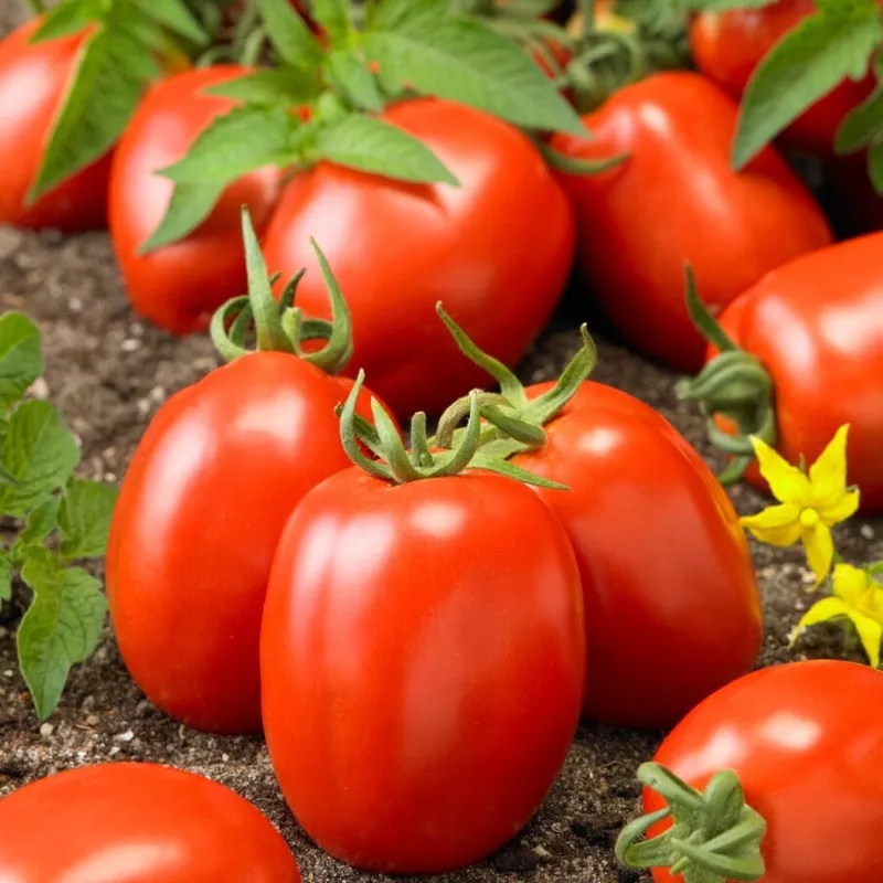 ‘Roma’ Tomato Plant|Garden-Ready Plant in an 8.5cm Pot|3 Garden-Ready Plants in 8.5cm Pots