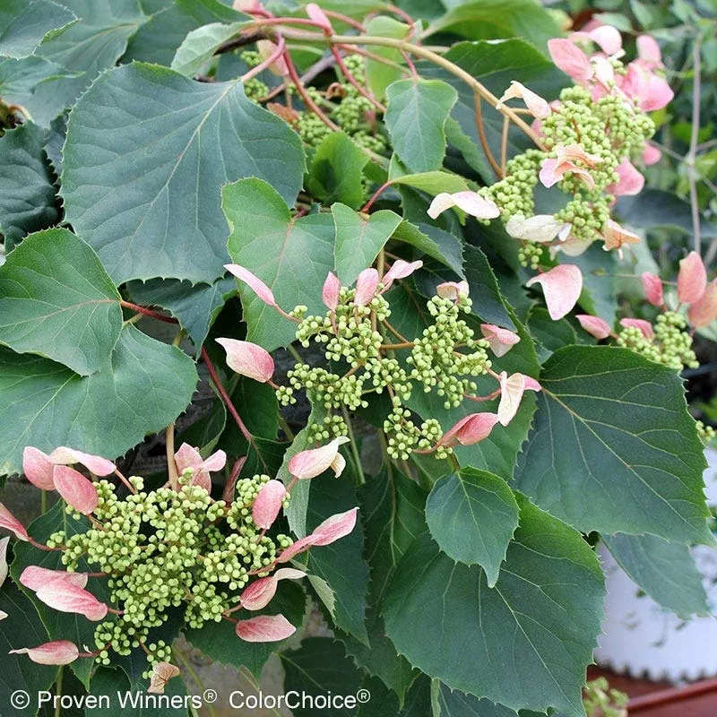 Rose Sensation™ False Hydrangea Vine