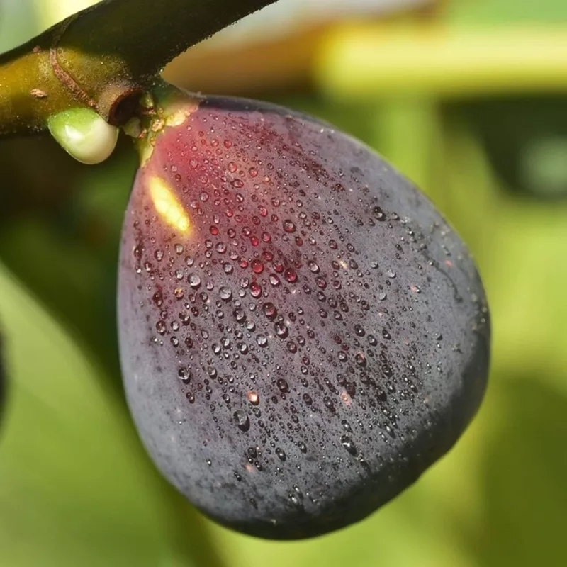 ‘Rouge De Bordeaux’ Fig Tree|Plant in a 9cm Pot|Plant in a 3L Pot|Tree in a 10L Pot
