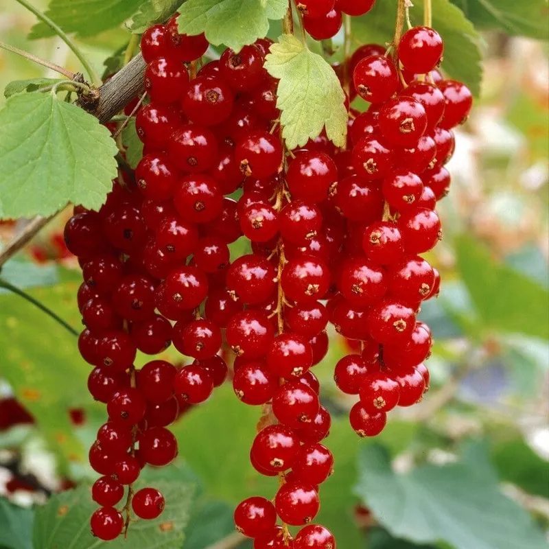 ‘Rovada’ Redcurrant Bush|Plant in a 3L Pot|3 Plants in 3L Pots|Plant in a 9cm Pot|Bare Root Plant