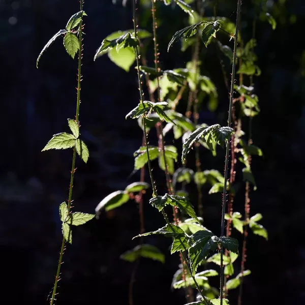 Rubus ursinus (Pacific Blackberry)