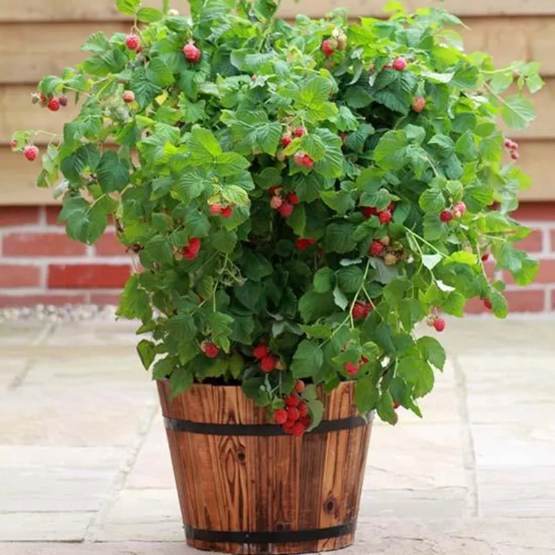 ‘Ruby Beauty’ Raspberry Plant|Plant in a 3L Pot|3 Plants in 3L Pots