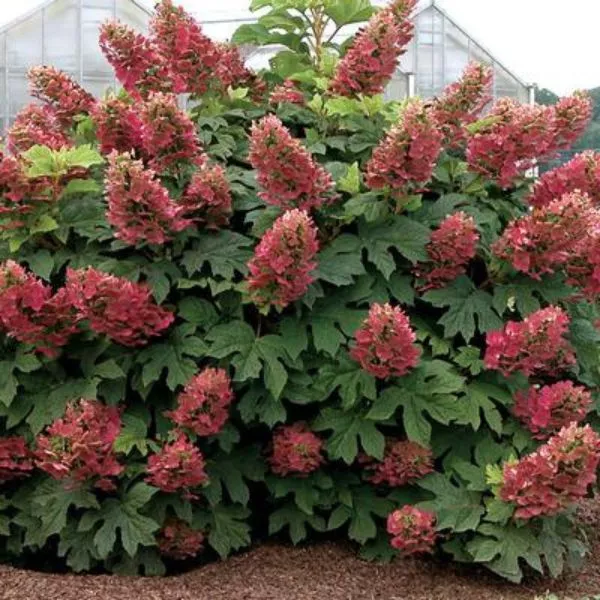 Ruby Slippers Oakleaf Hydrangea