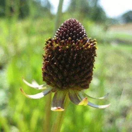 Rudbeckia occidentalis (Western Coneflower) Seed Pack EO