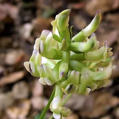 Rupertia physodes (Forest Scurfpea) Seed Packet WW
