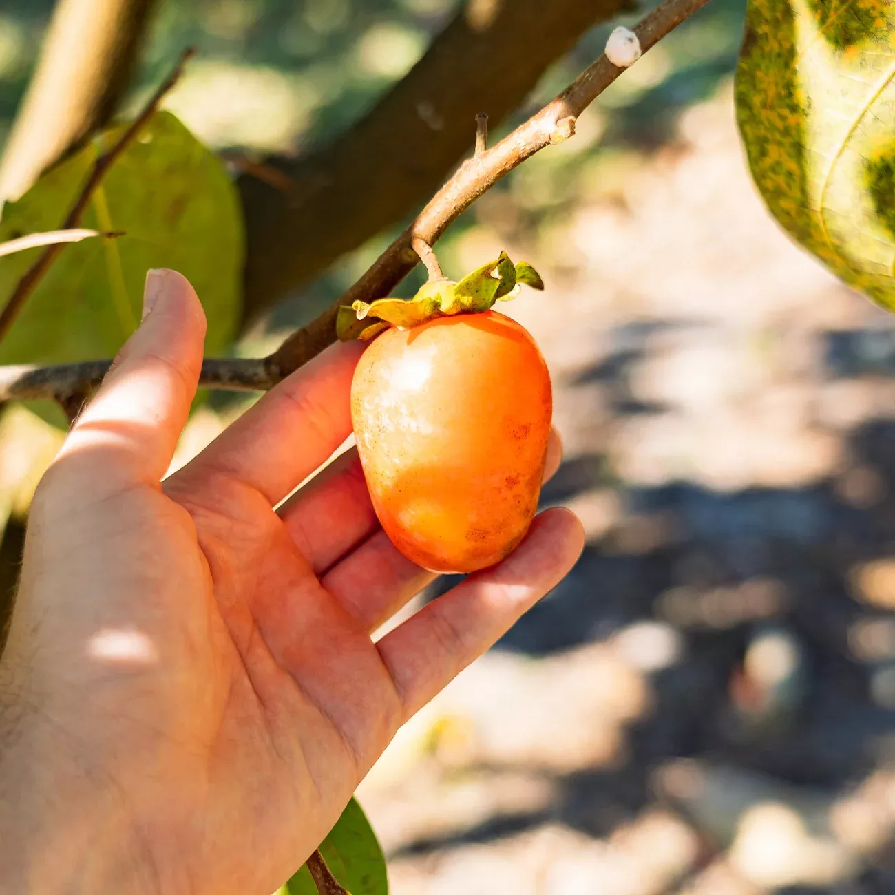 Saijo Persimmon Tree