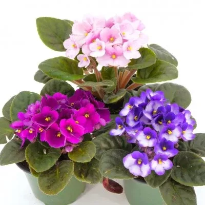 Saintpaulia ionantha (African Violet)