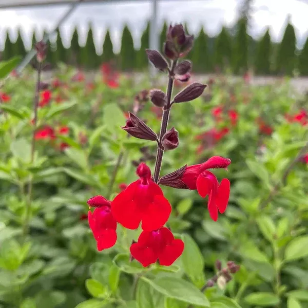 Salvia greggii 'Flame' (Ornamental Salvia)