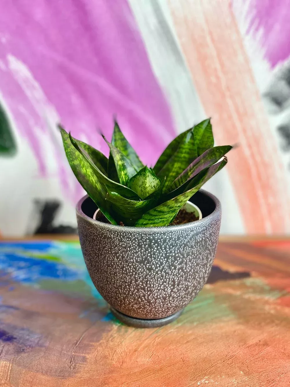 Sansevieria ‘Forest Star’ - 6” Succulent Plant