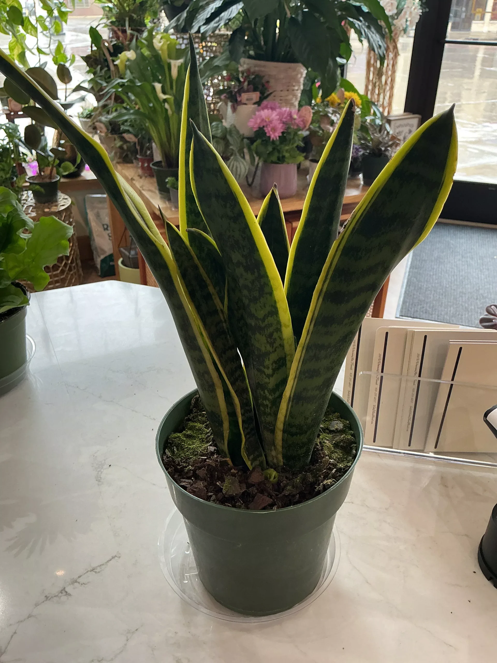 Sansevieria ‘Snake Plant’ - 6” plant