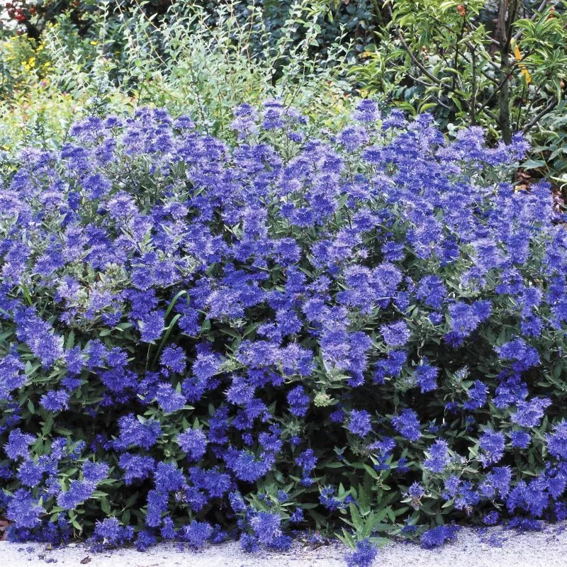Sapphire Surf™ Bluebeard
