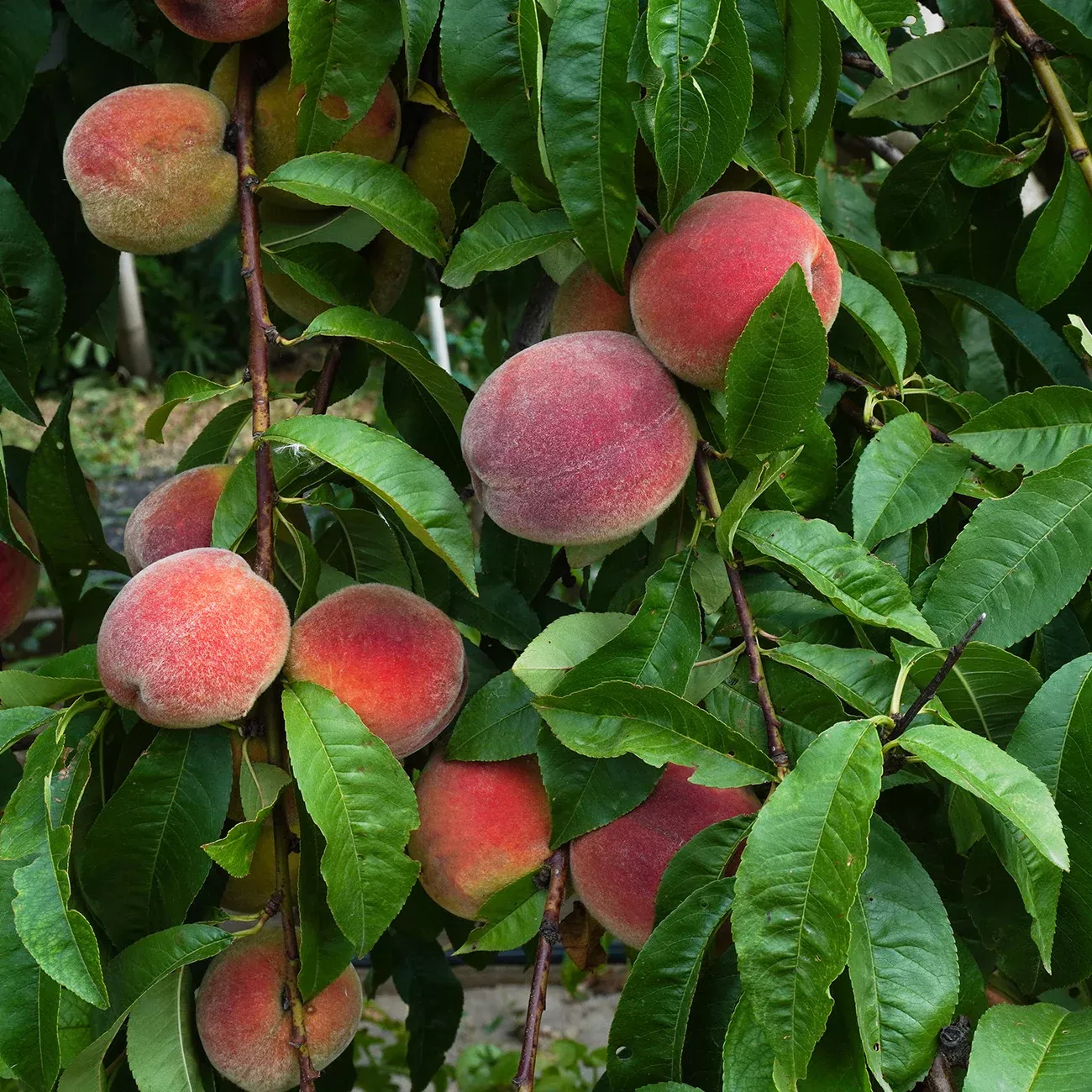 Scarlet Prince Peach Tree