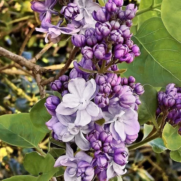 Scentara Double Blue Lilac