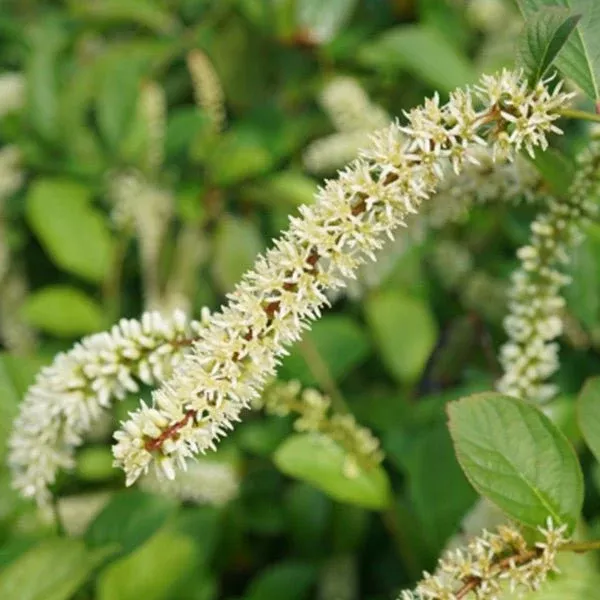 Scentlandia Sweetspire