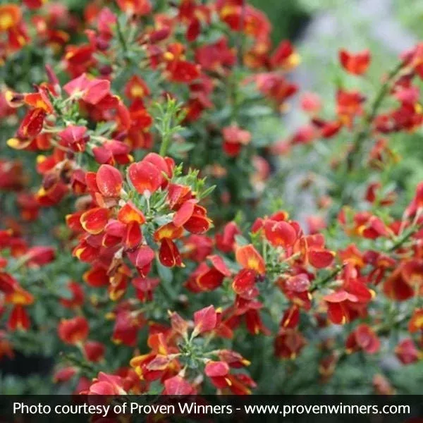 Scotch Broom Sister Redhead™