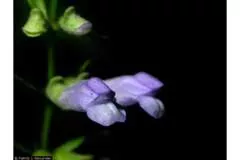 Scutellaria lateriflora (Skullcap) - Seed MG