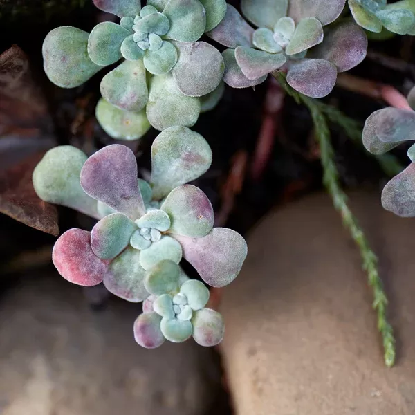Sedum spathulifolium (Broadleaf Stonecrop)