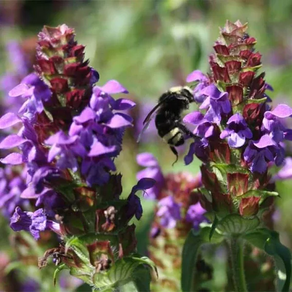 Self Heal (Prunella vulgaris v. lanceolata) Seed Packet WW
