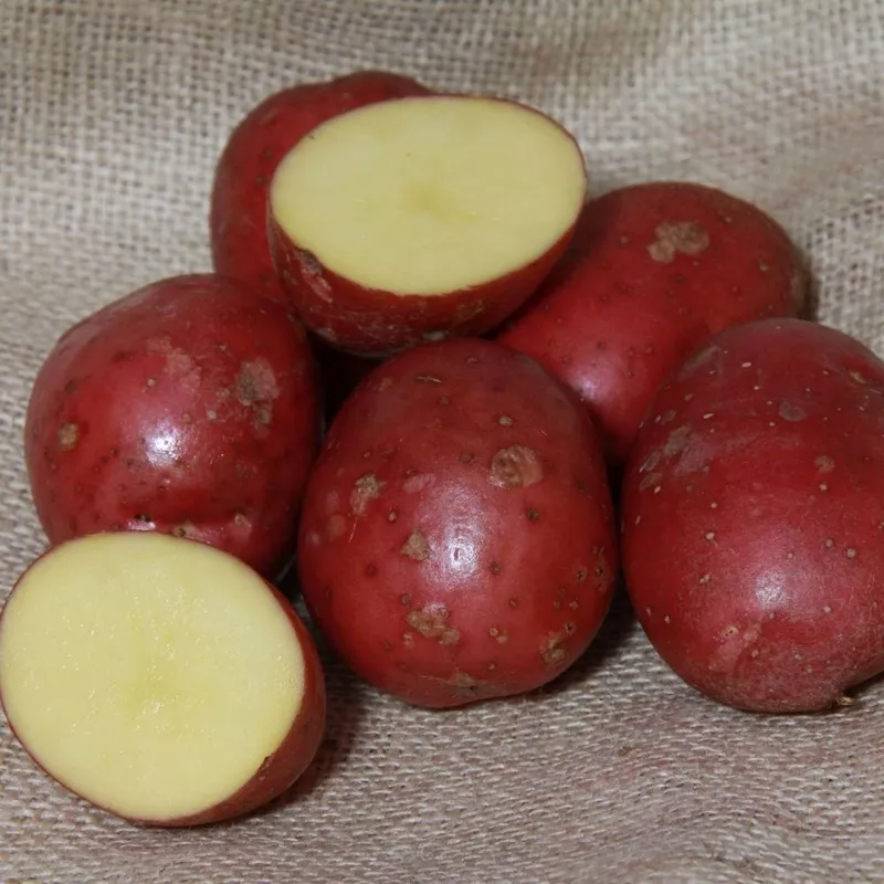 ‘Setanta’ Maincrop Seed Potatoes