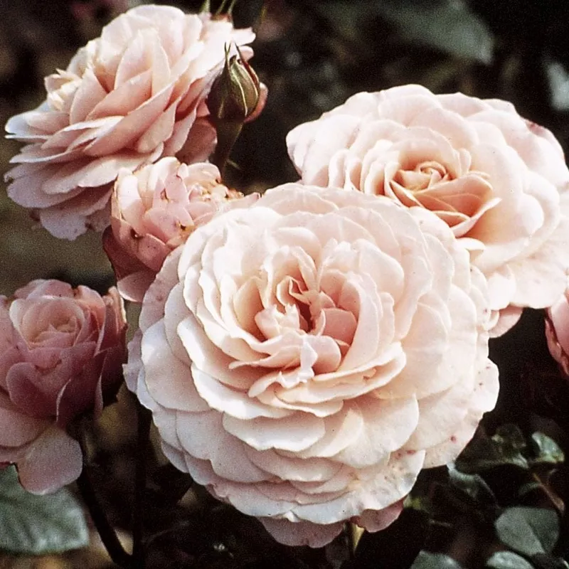 ‘Sexy Rexy’ Floribunda Rose|Plant in a 4.5L Pot|3 Plants in 4.5L Pots