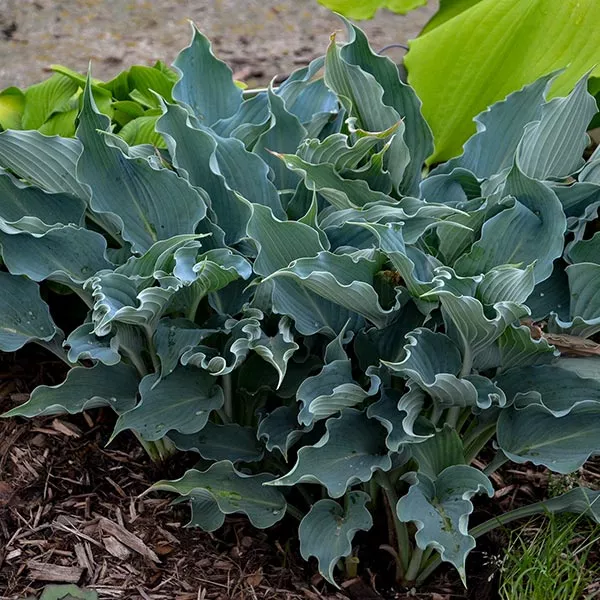 Shadowland Waterslide Hosta