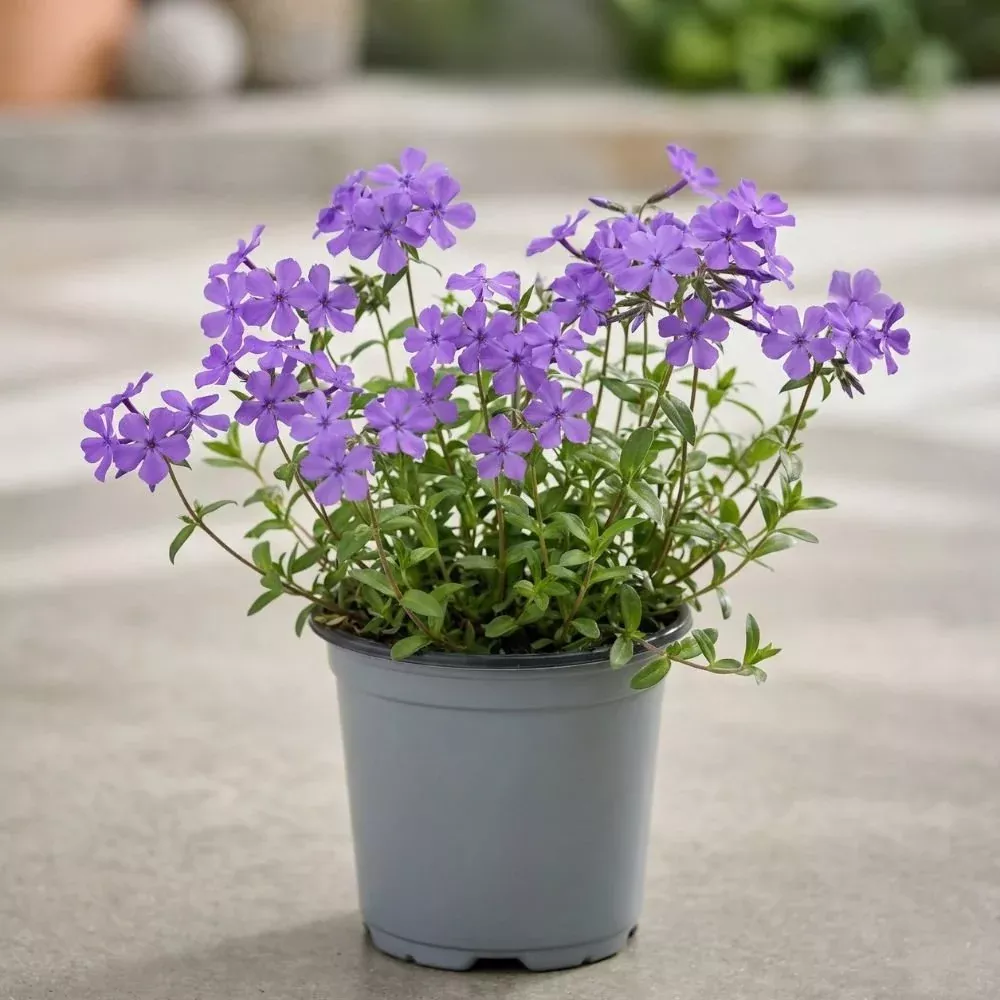 Sherwood Purple Creeping Phlox