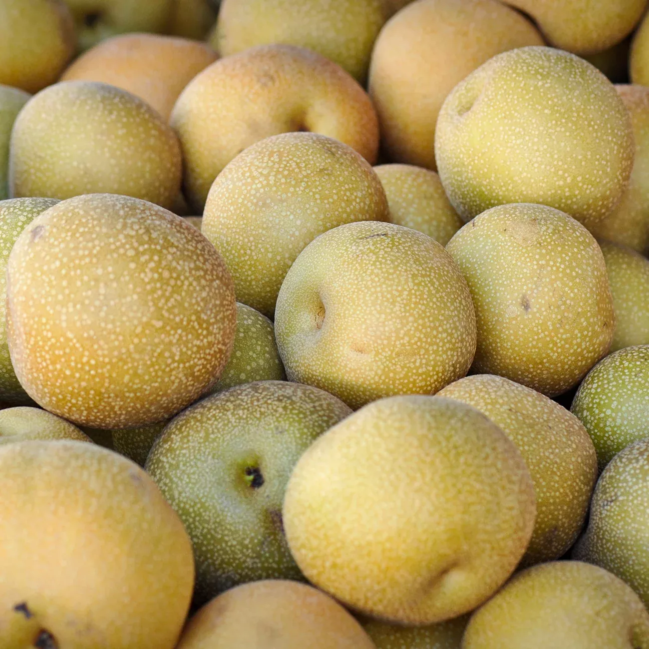 Shinko Asian Pear Tree