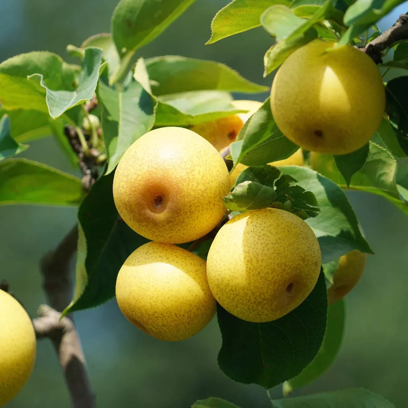 Shinseiki Asian Pear Tree