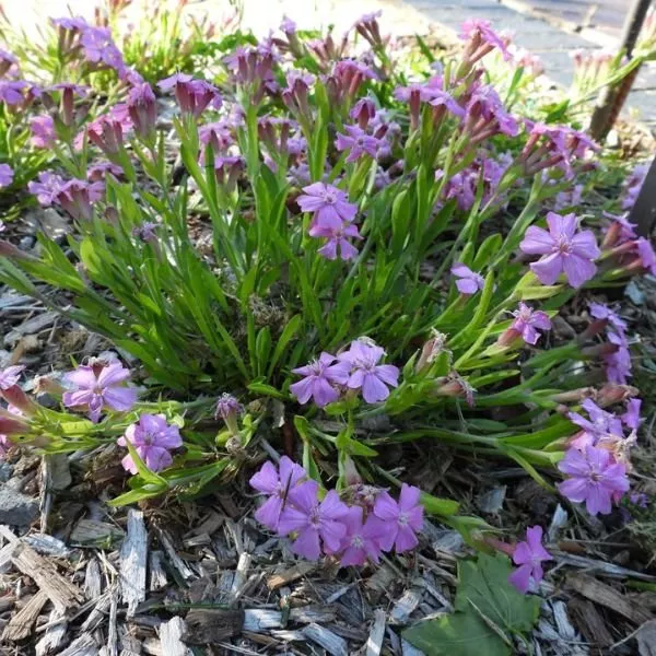 Short and Sweet Catchfly