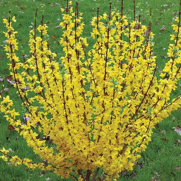 Show Off Forsythia