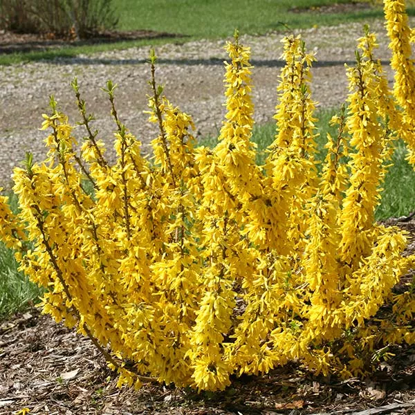 Show Off Sugar Baby Forsythia