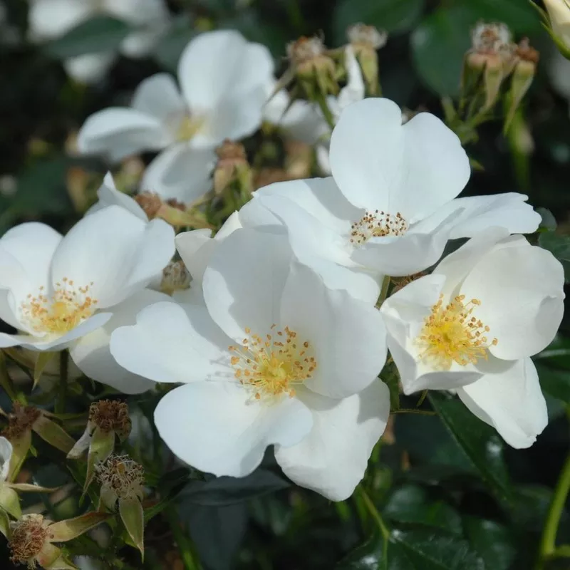 ‘Silver Ghost’ Shrub Rose|Plant in a 4.5L Pot|3 Plants in 4.5L Pots