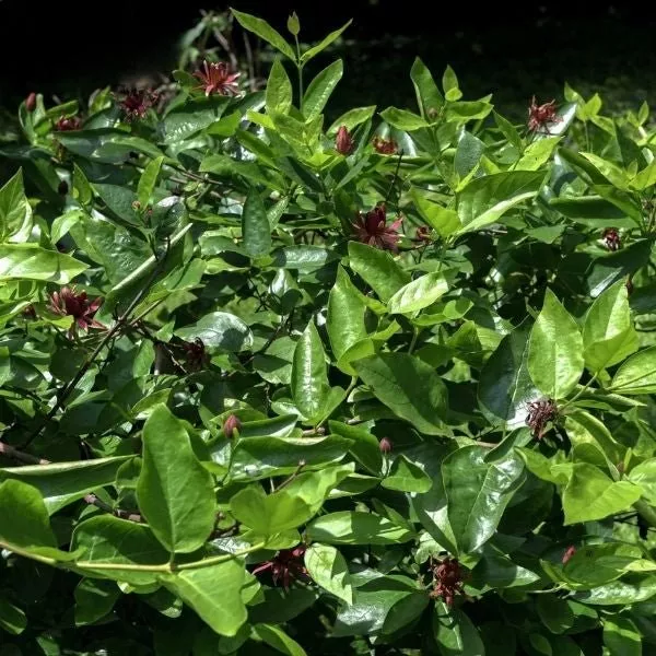 Simply Scentsational Sweetshrub