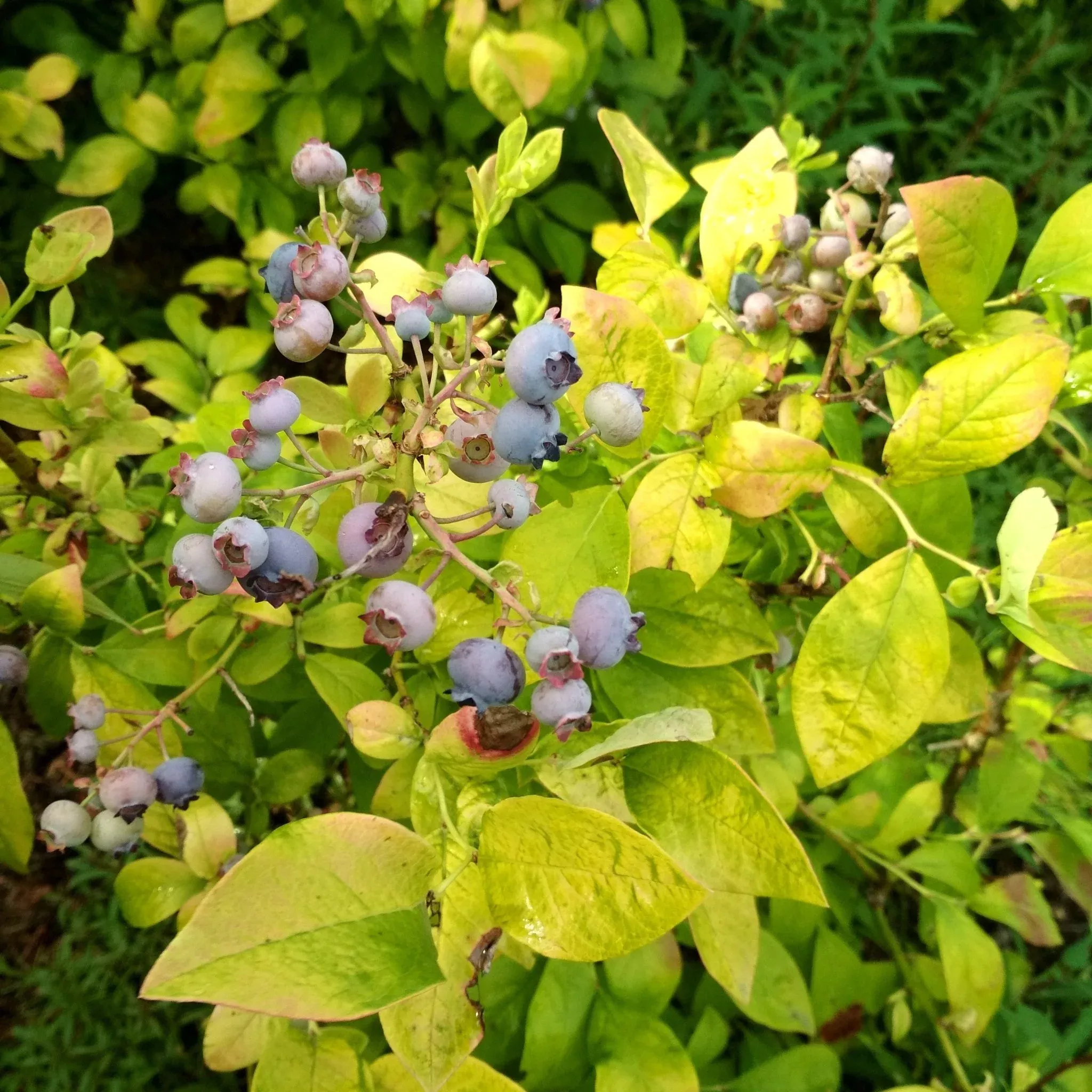 Sky Dew Gold Blueberry