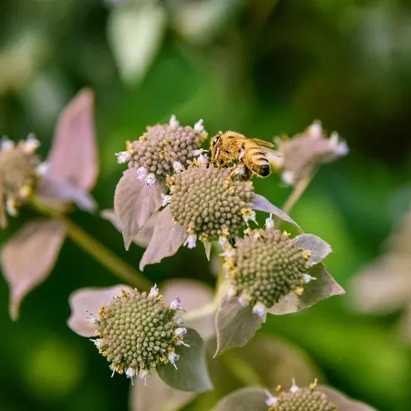 Smokey Mountain Mint