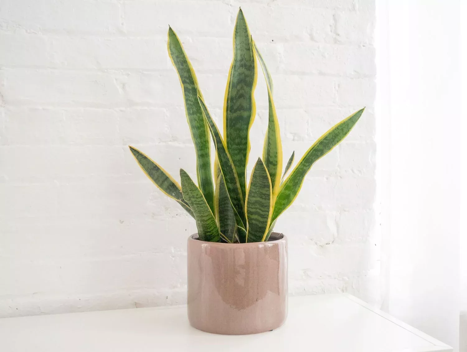 ‘Snake Plant’ - 4” plant Sansevieria