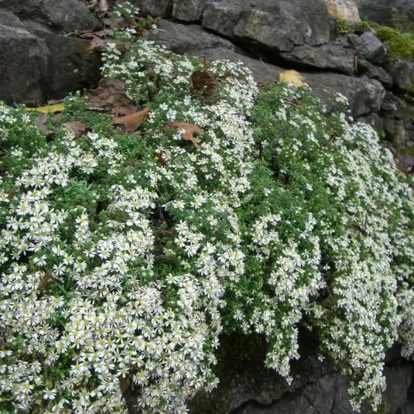 Snow Flurry Aster
