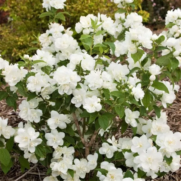 Snow White™ Mock Orange