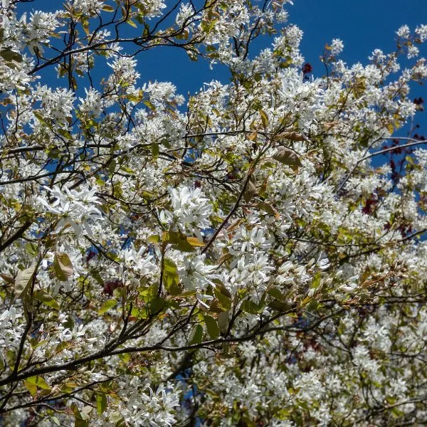 Snowy Mespilus Serviceberry