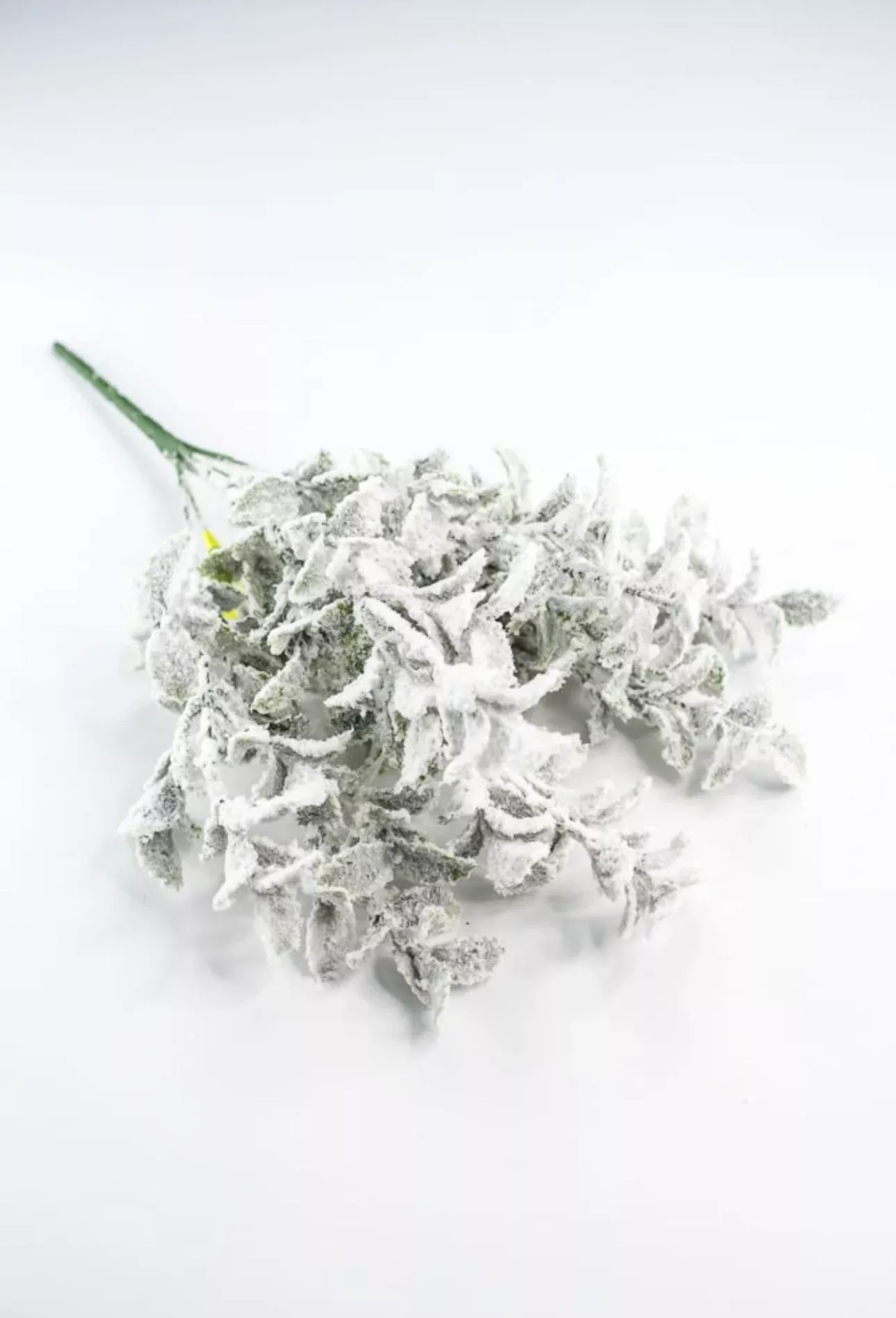 Snowy Mint Bush