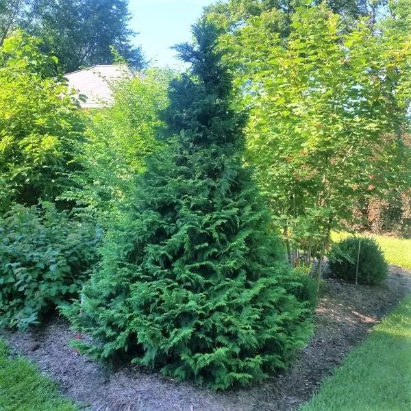 Soft Serve False Cypress