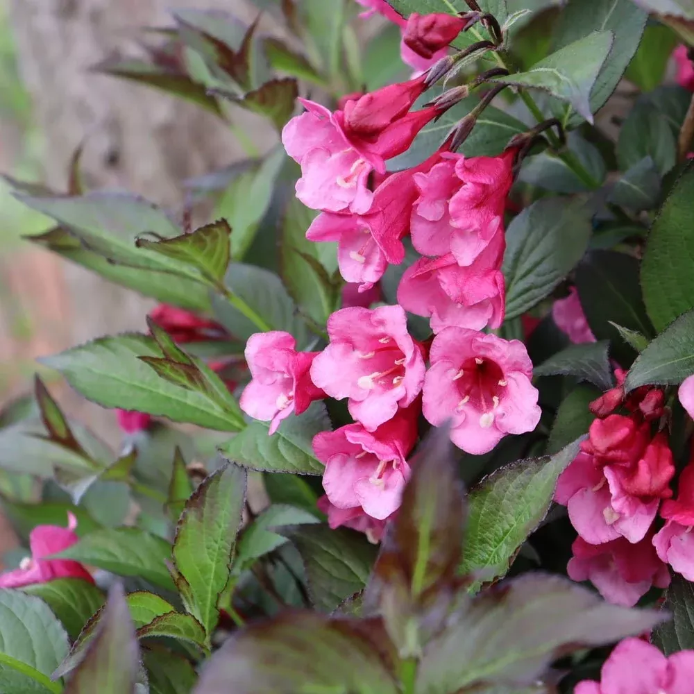 Sonic Bloom Wine Weigela